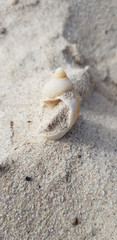 Shell in the Sand