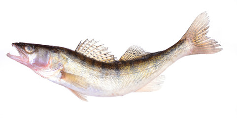 Fish perch