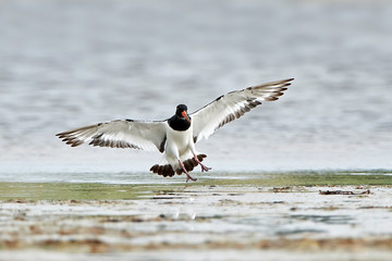 Eurasian oystercatcher (Haematopus ostralegus)