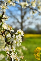 Albero da frutto in fiore