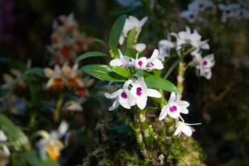 Gardens by the bay in Singapore