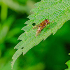 hoverfly resting on a leaf