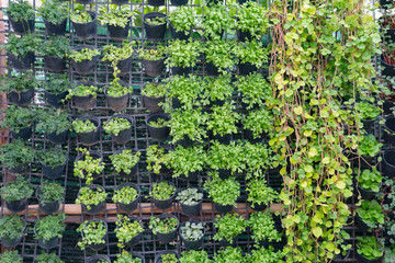 Home garden with hanging pot on the wall. Vertical garden