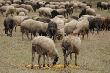 sheep