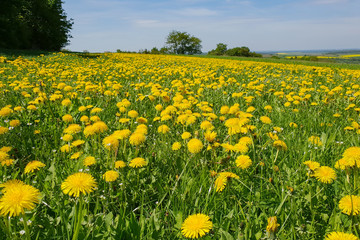 Summer Landscape / Field of dandelions