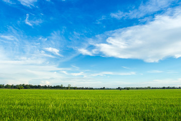 Fototapeta premium Beautiful green cornfield with sunset sky background.