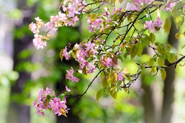 Trees with pink blooming flowers with a blurry background
