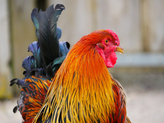 coq