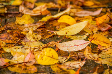 Autumn concept.Fall background.Falling autumn colorful leaves as background.Set of autumnal leaves of various trees.yellow background. Abstract leaves texture