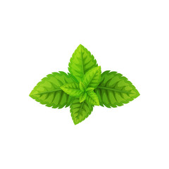 Vector green mint leaves isolated on a white background. Herbal plant.