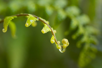 Freshness Green leaf of Fern with water drop  on blur background in the garden.