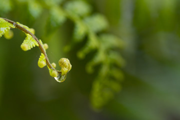 Freshness Green leaf of Fern with water drop  on blur background in the garden.