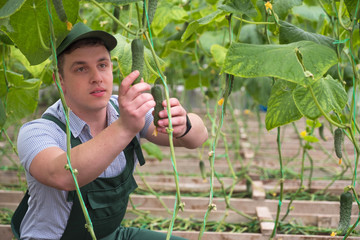 A young man in uniform works in a greenhouse. Fresh season vegetables.