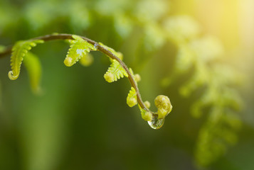 Freshness Green leaf of Fern with water drop  on blur background in the garden.