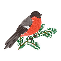 Vector illustration of bullfinch sitting on fir branch. Isolated on white. Cute cartoon character.
