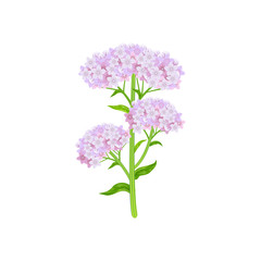 Valeriana officinalis isolated on white background. Vector illustration of medical herb.