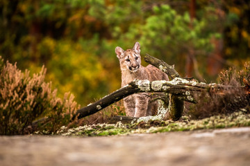 An endangered Florida PantherCougar(Puma concolor)