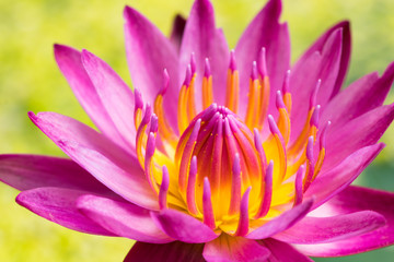 Water lily flower (lotus) and green background. The lotus flower (water lily) is national flower for India. Lotus flower is a Gautama Buddha symbol in Asian culture.