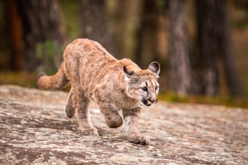 An endangered Florida PantherCougar(Puma concolor)