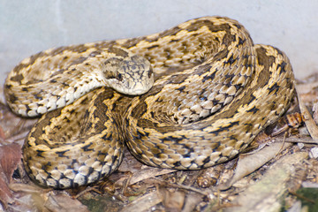 Viper on the ground