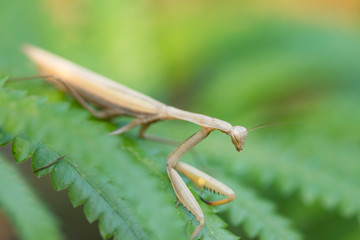 European Mantis or Praying Mantis, Mantis religiosa, on leaf