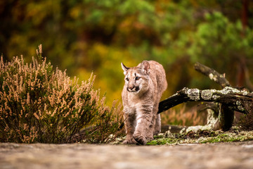 An endangered Florida PantherCougar(Puma concolor)