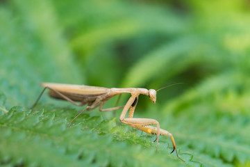 European Mantis or Praying Mantis, Mantis religiosa, on leaf