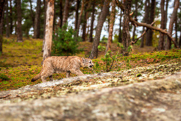 An endangered Florida PantherCougar(Puma concolor)