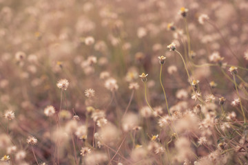 blurred flowers grass  design for background