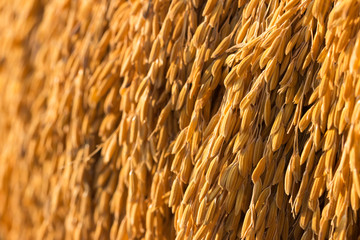 rice grain,rice paddy background,Close up