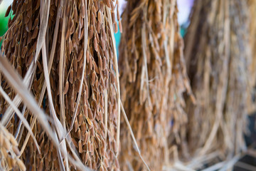 rice grain,rice paddy background,Close up