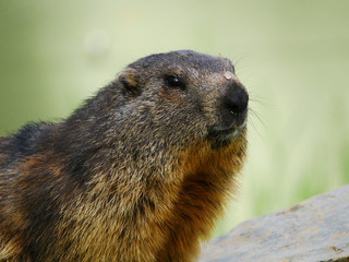 Marmotte
