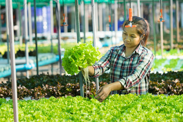 Women farmer taking care  vegetables in  hydroponics farm