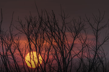 silhouette trees on mountain in spooky sunset sky atmosphere.