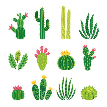Vector set of bright cacti, aloe and leaves. Collection of exotic plants. Decorative natural elements are isolated on white. Cactus with flowers.