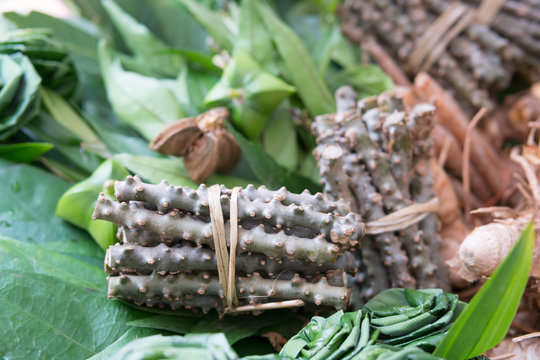 Herb .ingredient, heart leaf moonseed herb for healthy, Tinospora cordifolia (Willd)., Menispermaceae