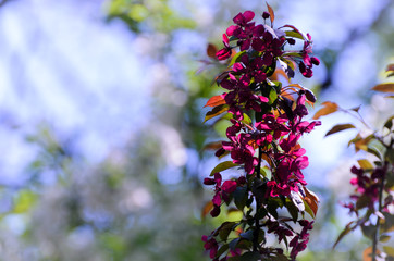 Trees with pink blooming flowers with a blurry background