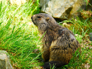 Marmotte