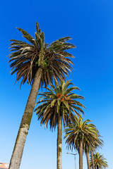 Row of palm trees at sunny day