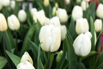 Obraz na płótnie Canvas Beautiful white tulips flower in in the garden