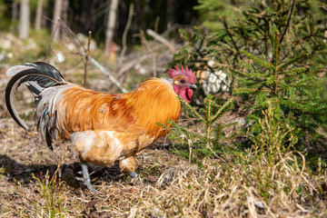 a rooster walking in a forest