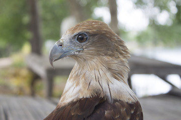 red tail hawk