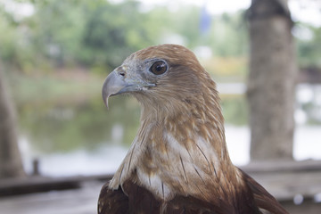 red tail hawk