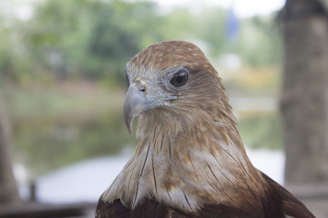 red tail hawk