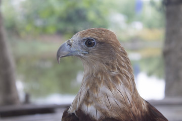 red tail hawk