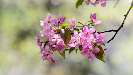 Trees with pink blooming flowers with a blurry background