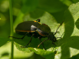 Large spring forest beetle