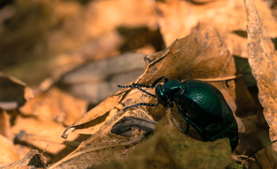 Forest beetle among dry last year's foliage