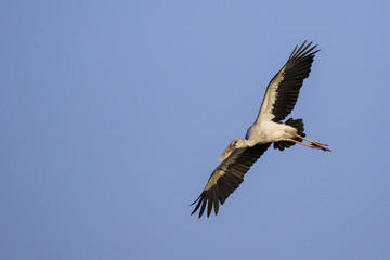 Image of an Asian openbill stork(Anastomus oscitans) flying in the sky. Bird, Wild Animals.