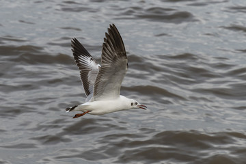 Fototapeta na wymiar Flying seagulls